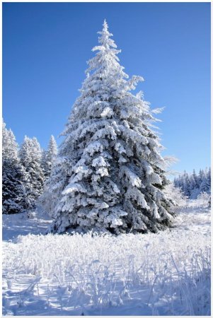 Sapin de Noël !!