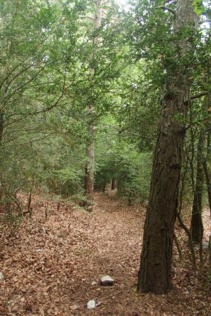 Retour dans la forêt