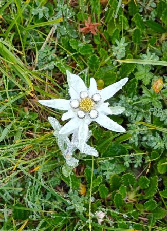 Edelweiss 