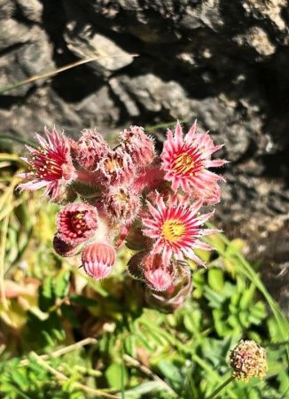 Fleurs en Valgaudemar / Joubarde