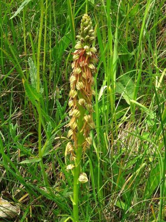 Orchis homme pendu