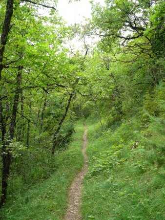 Montée dans le versant sud.