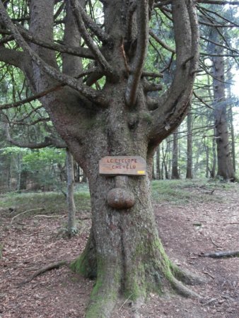 Un arbre remarquable sur la descente au col de Barman.