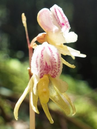 Fleurs d’Epipogium aphyllum