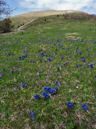 Prairies fleuries pour rejoindre la crête