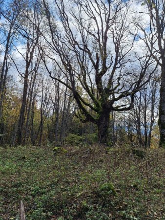 Festival d’arbres 