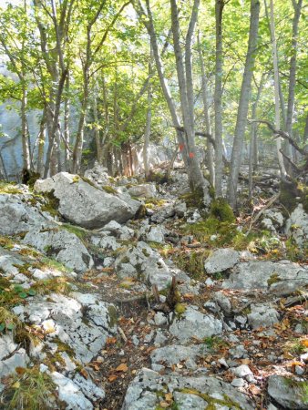 Jonction avec le sentier des Buis