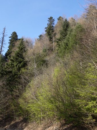 Descente dans la forêt.