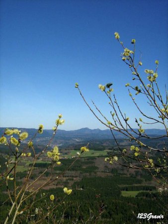 Vue sur le Donon