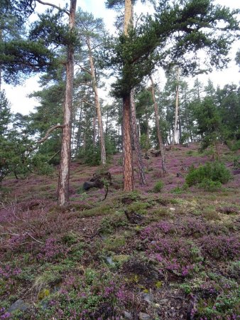 Forêt et bruyère