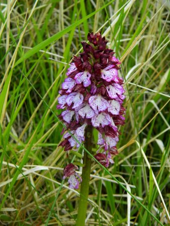 Orchis pourpre.