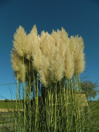 Herbe de la Pampa.