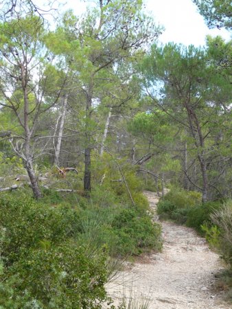 Montée dans la pinède.