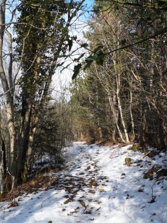 Traversée du plateau boisé sommital.