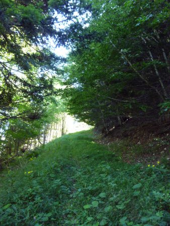 Après le lacet de la piste qui monte au col de Priau, sur le chemin au grande herbe en montant à droite.