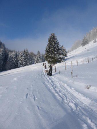 traineaux dans la montée