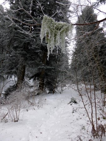 montée dans la forét