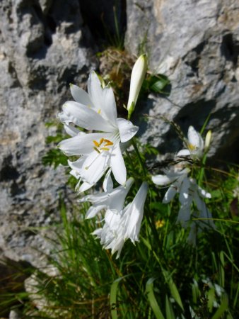 Lys de Saint-Bruno au sommet.