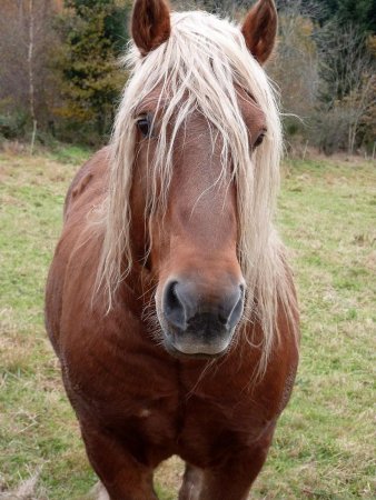 Cheval intéressé !