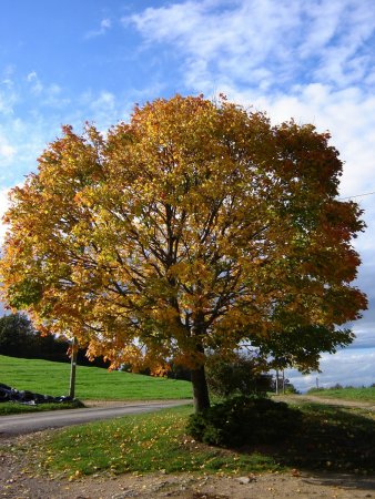 Couleurs d’automne.