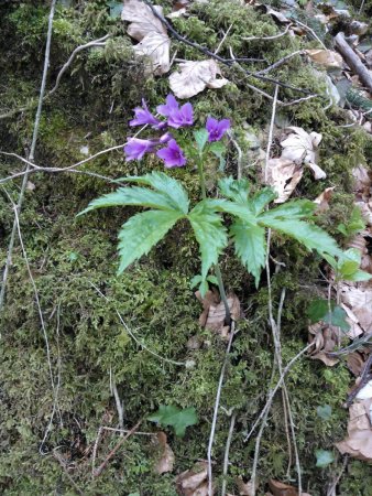 fleur inconnue mais jolie !