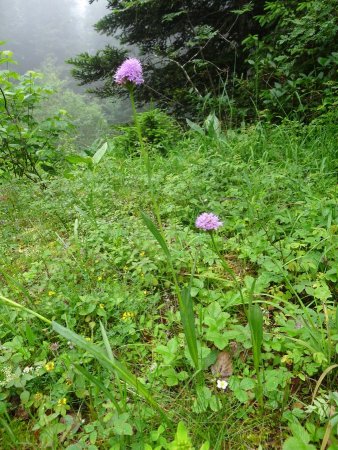 Orchis globuleux