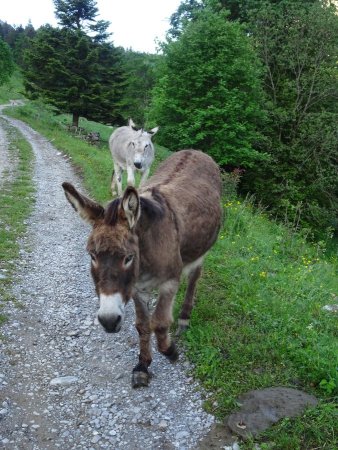 Les habitants de l’alpage des Prés Rausset