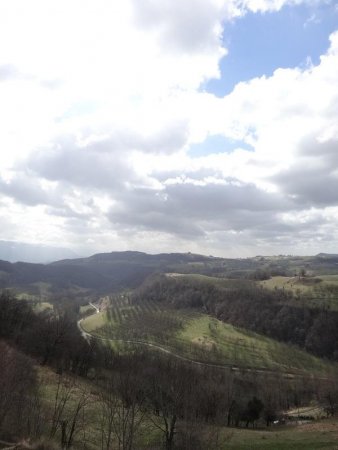 Les noyeraies et la route qui serpente