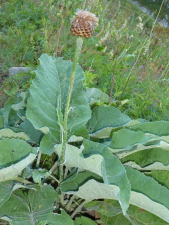   Rhapontique scarieuse en graine