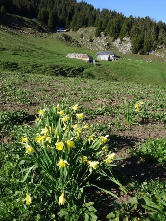 Chalets du Haut du Four