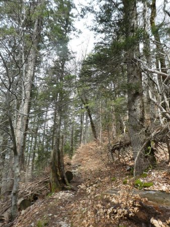 Retour à la forêt