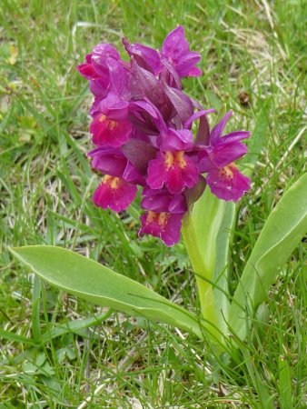 Orchis Sureau version fuschia