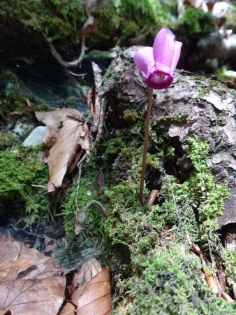 Cyclamen