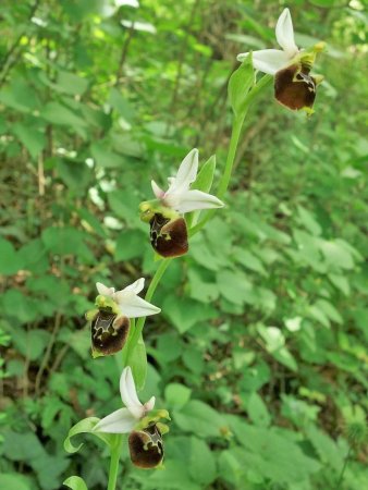 Ophrys bourdon