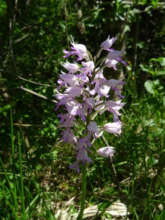 Orchis militaire