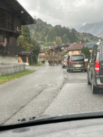 Les vaches sont ici chez elles 