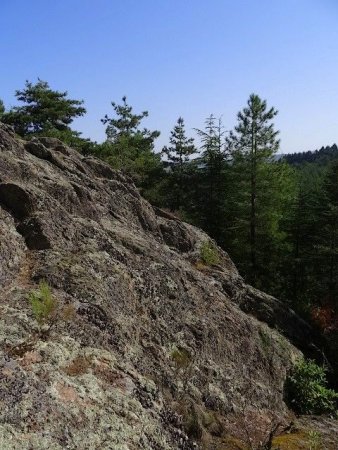 Rocher dans la forêt