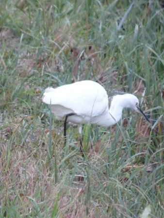 Aigrette garzette