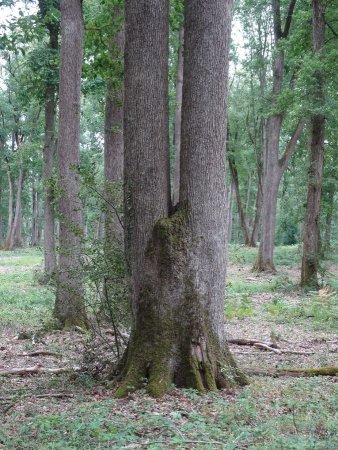 Forêt de Tronçais