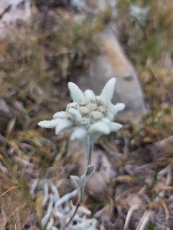 Edelweiss