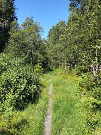 Dans la forêt entre Rossland et Bjørndalsvegen.