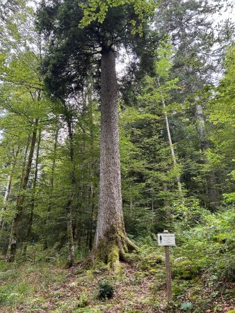 Le Sapin Président de Combe Noire