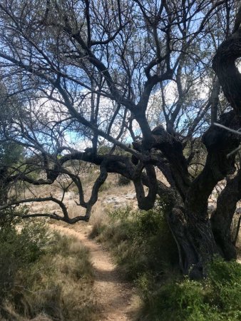 les arbres épousent la forme des passants !