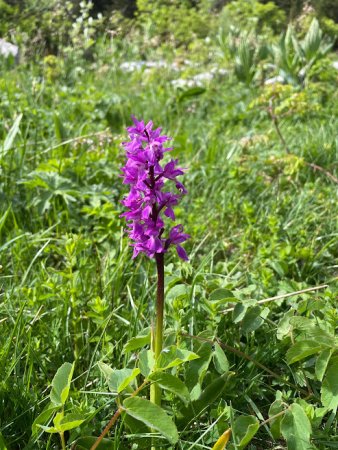 Orchis mâle.