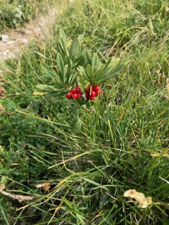 Flore en descendant.