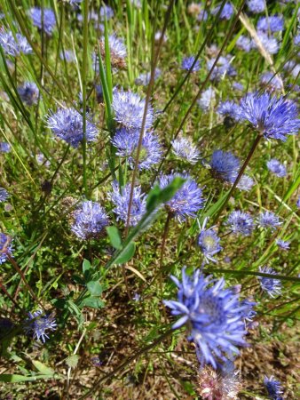 Jasione des montagnes