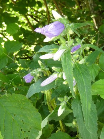 Campanule à feuilles d’ortie