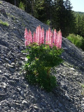 Un des nombreux lupins d’Arc 1600