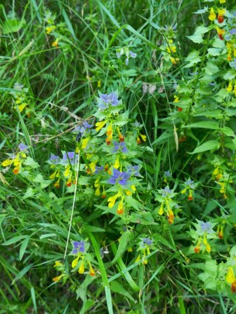 Sous-bois entre Vaujany et le Collet : mélampyre très coloré