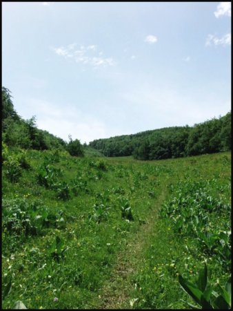 Longue prairie lui faisant suite.